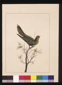 पृष्ठ 18. छोटा पैराकेट। अब लिटिल लोरिकेट के रूप में जाना जाता है, c.1789-90 (वाटरकलर) द्वारा सारा पत्थर