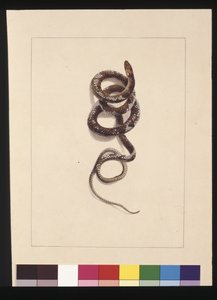 पृष्ठ 20. सांप नंबर 1। अब ब्राउन स्नेक के रूप में जाना जाता है, c.1789-90 (वाटरकलर)