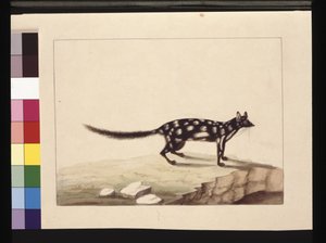 पृष्ठ 28. एक तपोआ तफ़ा। अब एक Dasyurus quoll के रूप में जाना जाता है। चार्ल्स कैटन जुनर की सारा स्टोन कॉपी प्रतीत होती है। प्लेट, c.1789-90 (जल रंग) द्वारा सारा पत्थर