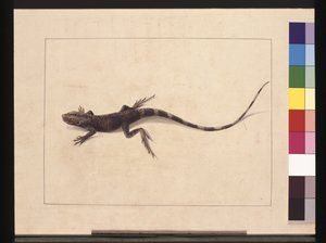 पृष्ठ 31. मुरीकृत छिपकली। अब ट्री ड्रैगन के रूप में जाना जाता है, c.1789-90 (जल रंग)