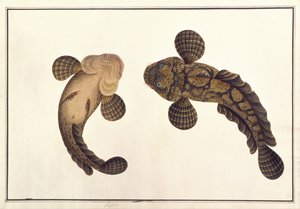 लेपू, 'मलाका से जानवरों, कीटों और सरीसृपों के चित्र' से, c.1805-18 (कागज पर गौचे और जल रंग) द्वारा स्कूल चीनी