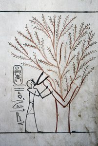  द्वारा स्कूल मिस्र