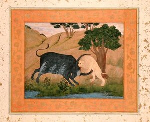 लार्ज क्लाइव एल्बम से एक पानी की भैंस के साथ लड़ाई में शेर