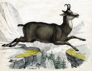 एक चामोइस का प्राचीन प्रिंट द्वारा स्कॉटिश स्कूल