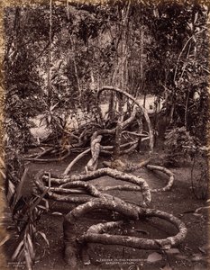  द्वारा Scowen and Co.