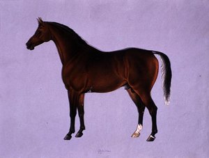 Oppidan, c.1840 (कागज पर पानी के रंग का)
