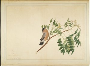 1780 में लेडी इम्पे द्वारा कमीशन की गई श्रृंखला से नीम के पेड़ की शाखा पर ब्राह्मणी अभिनीत