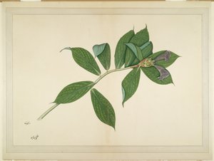 क्रेप जिंजर प्लांट, लेडी इम्पे द्वारा कमीशन की गई श्रृंखला से फोलियो, c.1780