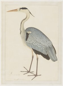 ग्रे हेमन, लेडी इम्पे द्वारा कमीशन की गई श्रृंखला से फोलियो, c.1780-82