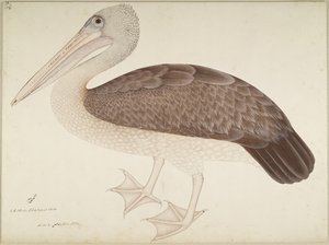 लेडी इम्पे द्वारा कमीशन सीरीज़ पेलिकन, फ़ोलियो को c.1780-82