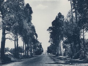 एवेन्यू ऑफ ब्लू गम ट्री, प्रिटोरिया (बी/डब्ल्यू फोटो) द्वारा दक्षिण अफ्रीकी फोटोग्राफर