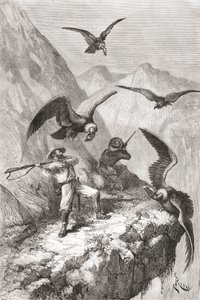1875-76 में एंडीज की तलहटी में अपने वनस्पति अभियान के दौरान कैलाकली, पिचिंचा प्रांत, इक्वाडोर के पास कंडोम पर हमला करने वाले साथी और फ्रांस्वा एंड्रे। द्वारा स्पेनिश स्कूल