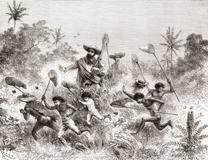 1875-76 में एंडीज की तलहटी में अपने वनस्पति अभियान के दौरान विलडेंसियो, वेनेजुएला में वेर्डार्ड फ्रैंकोइस आंद्रे ने तितलियों को पकड़ा। द्वारा स्पेनिश स्कूल