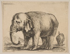 प्लेट १०: हाथी, विभिन्न जानवरों से विविधविद्या, ca. 1641। द्वारा स्टेफानो डेला बेला