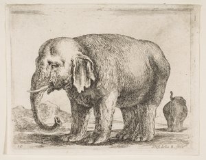 प्लेट १०: हाथी, विभिन्न जानवरों से विविधविद्या, ca. 1641। द्वारा स्टेफानो डेला बेला
