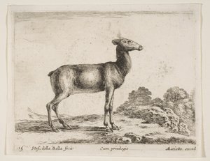 प्लेट 15: डो, विभिन्न जानवरों से विभिन्न जानवर, सीए। 1641। द्वारा स्टेफानो डेला बेला