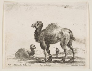 प्लेट 17: ऊंट, विभिन्न जानवरों से विविध विद्या, सीए। 1641। द्वारा स्टेफानो डेला बेला