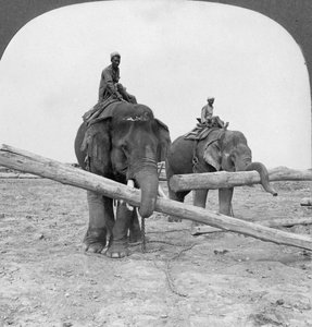 हाथी एक यार्ड यार्ड, रंगून, बर्मा, 1908 में काम करते हैं