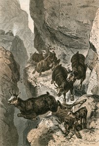 Chamois एक संकीर्ण नेतृत्व पर शिकार किया द्वारा स्विस स्कूल