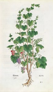 लियोनार्ड फुच्स (1501-66) 1543 द्वारा डे हिस्टोरिया स्टिरपियम से अंगूर की बेल (विटिस विनीफेरा) वनस्पति प्लेट द्वारा स्विस स्कूल