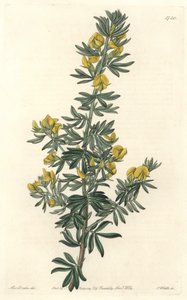 तस्मानिया (ऑस्ट्रेलिया) के मूल निवासी एडेस्मिया डी लाउडन - बॉटनिकल रजिस्टर से सारा ऐनी ड्रेक (1803-1857) के एक चित्रण से एस। वाट्स का पानी द्वारा सिडेनहैम टीस्ट एडवर्ड्स