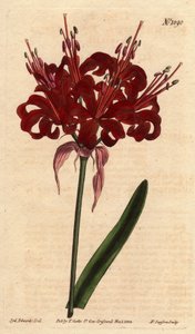 Amaryllis खसखस रंग, गहरे लाल रंग के फूलों के साथ, एक पैर से फूल। मूल रूप से केप ऑफ गुड एस्पेरेंस (दक्षिण अफ्रीका) से। अफीम के रंग का अमरीलिस, एक ही तने से गहरे लाल रंग के फूल खिलते हैं। केप ऑफ गुड होप का मूल निवासी। एमेरीलिस द्वारा सिडेनहैम टीस्ट एडवर्ड्स