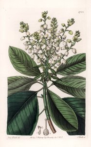 अमेरिकन अर्बुटस ट्री - इंग्लैंड के सिडेनहैम एडवर्ड्स (1768-1819) के बॉटनिकल रजिस्टर से सारा ऐनी ड्रेक (1803-1857) के एक दृष्टांत से एस। वाट्स द्वारा उकेरा गया। द्वारा सिडेनहैम टीस्ट एडवर्ड्स
