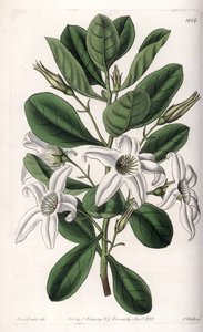 Anthocercis variete, ऑस्ट्रेलिया का मूल निवासी - इंग्लैंड के सिडेनहैम एडवर्ड्स (1768-1819) के बॉटनिकल रजिस्टर से सारा ऐनी ड्रेक (1803-1857) के एक चित्रण से एस। वाट्स द्वारा उकेरी गई प्लेट द्वारा सिडेनहैम टीस्ट एडवर्ड्स