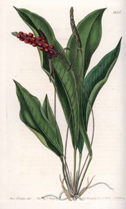 एन्थ्यूरियम ग्रैसिल - इंग्लैंड के सिडेनहैम एडवर्ड्स (1768-1819) के बॉटनिकल रजिस्टर से सारा ऐनी ड्रेक (1803-1857) के एक चित्रण से एस। वाट्स द्वारा उत्कीर्ण बोर्ड द्वारा सिडेनहैम टीस्ट एडवर्ड्स