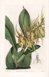 Araignee Orchid - इंग्लैंड के सिडेनहैम एडवर्ड्स (1768-1819) के बॉटनिकल रजिस्टर से सारा ऐनी ड्रेक (1803-1857) के एक चित्रण से एस। वाट्स द्वारा उकेरी गई प्लेट द्वारा सिडेनहैम टीस्ट एडवर्ड्स