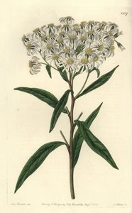 एस्टर ए umbellata - फ्लैट-टॉपेड एस्टर, डोलिंगरिया umbellata (बादाम-लीव्ड एस्टर, एस्टर एमिग्डालिनस)। सिडेनहैम एडवर्ड्स के बॉटनिकल रजिस्टर, रिजवे, लंदन से मिस सारा ड्रेक द्वारा एक चित्रण के बाद एस। वाट्स द्वारा उत्कीर्ण हाथ के रंग का ताम्रपत्र द्वारा सिडेनहैम टीस्ट एडवर्ड्स