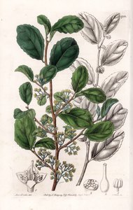 Azara Variete - इंग्लैंड के सिडेनहैम एडवर्ड्स (1768-1819) के बॉटनिकल रजिस्टर से सारा ऐनी ड्रेक (1803-1857) के एक चित्रण से एस। वाट्स द्वारा उकेरी गई प्लेट द्वारा सिडेनहैम टीस्ट एडवर्ड्स
