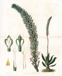 बेले सॉरोग्लोसम - इंग्लैंड के सिडेनहैम एडवर्ड्स (1768-1819) के बॉटनिकल रजिस्टर से सारा ऐनी ड्रेक (1803-1857) के एक चित्रण से एस। वाट्स द्वारा उकेरी गई प्लेट द्वारा सिडेनहैम टीस्ट एडवर्ड्स