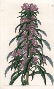 Boisduvalia variete, घने फूलों वाला एपिलोब - इंग्लैंड के सिडेनहैम एडवर्ड्स (1768-1819) के बॉटनिकल रजिस्टर से सारा ऐनी ड्रेक (1803-1857) के एक चित्रण से, एस। वाट्स द्वारा उत्कीर्ण बोर्ड। द्वारा सिडेनहैम टीस्ट एडवर्ड्स