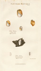  द्वारा सिडेनहैम टीस्ट एडवर्ड्स