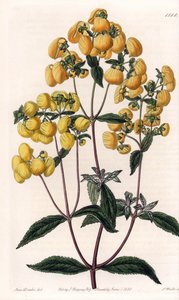 कैल्सियोलायर रगोसा - इंग्लैंड के सिडेनहैम एडवर्ड्स (1768-1819) के बॉटनिकल रजिस्टर से सारा ऐनी ड्रेक (1803-1857) के एक चित्रण के आधार पर, एस। वाट्स द्वारा उकेरी गई प्लेट द्वारा सिडेनहैम टीस्ट एडवर्ड्स
