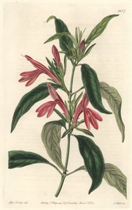Carmantine, ब्राजील के मूल निवासी - बॉटनिकल रजिस्टर से सारा ऐनी ड्रेक (1803-1857) के एक चित्रण से एस। वाट्स द्वारा वाटर फोर्ट द्वारा सिडेनहैम टीस्ट एडवर्ड्स