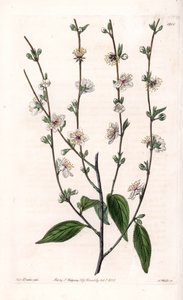 चेरी का पेड़ - इंग्लैंड के सिडेनहैम एडवर्ड्स (1768-1819) के बॉटनिकल रजिस्टर से सारा ऐनी ड्रेक (1803-1857) के एक चित्रण से एस। वाट्स द्वारा उत्कीर्ण बोर्ड द्वारा सिडेनहैम टीस्ट एडवर्ड्स