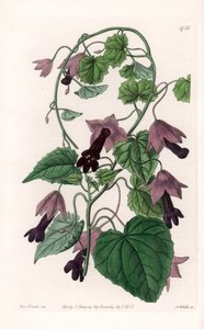 चीनी हैट - इंग्लैंड के सिडेनहैम एडवर्ड्स (1768-1819) के बॉटनिकल रजिस्टर से सारा ऐनी ड्रेक (1803-1857) के एक चित्रण से एस। वाट्स द्वारा उकेरी गई प्लेट द्वारा सिडेनहैम टीस्ट एडवर्ड्स