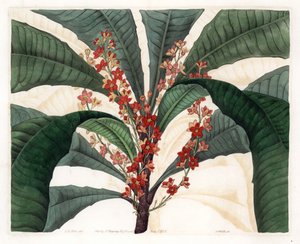क्लेविजा वैरायटी - इंग्लैंड के सिडेनहैम एडवर्ड्स (1768-1819) के बॉटनिकल रजिस्टर से आईजे हार्ट के एक दृष्टांत से एस। वाट्स द्वारा उत्कीर्ण प्लेट द्वारा सिडेनहैम टीस्ट एडवर्ड्स