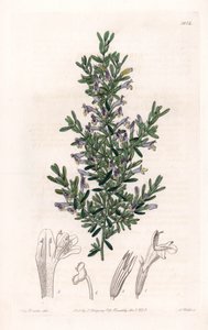 क्लिनोपोडियम वैराइटी - इंग्लैंड के सिडेनहैम एडवर्ड्स (1768-1819) के बॉटनिकल रजिस्टर से सारा ऐनी ड्रेक (1803-1857) के एक चित्रण से एस। वाट्स द्वारा उकेरी गई प्लेट द्वारा सिडेनहैम टीस्ट एडवर्ड्स