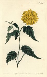 कोरेट डू जैपोन - डबल-फूल वाले जापानी गुलाब, केरिया जपोनिका (डबल-फूल वाले जापान कोरकोरस, कोरकोरस जैपोनिकस वेर। फ्लोर प्लेनो)। विलियम कर्टिस बॉट से सिडेनहैम एडवर्ड्स द्वारा एक चित्रण के बाद एफ। सनसोम जूनियर द्वारा उत्कीर्ण हाथ के रंग का ताम्रपत्र द्वारा सिडेनहैम टीस्ट एडवर्ड्स