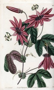 क्रिमसन पैशन - इंग्लैंड के सिडेनहैम एडवर्ड्स (1768-1819) के बॉटनिकल रजिस्टर से सारा ऐनी ड्रेक (1803-1857) के एक दृष्टांत से एस। वाट्स द्वारा उकेरी गई प्लेट द्वारा सिडेनहैम टीस्ट एडवर्ड्स