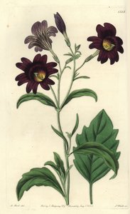 सुडौल साल्पीग्लॉसिस - चित्रित जीभ, साल्पीग्लॉसिस सिनुआटा (डार्क पर्पल सैल्पिग्लॉसिस, साल्पीग्लॉसिस एट्रोपुरपुरिया)। सिडेनहैम एडवर्ड्स के बॉटनिकल रजिस्टर, रिजवे, लंदन से एम. हार्ट के एक चित्रण के बाद एस. वाट्स द्वारा उत्कीर्ण हाथ के रंग का ताम्रपत्र द्वारा सिडेनहैम टीस्ट एडवर्ड्स