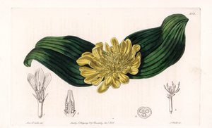 Daubenya Variete - इंग्लैंड के सिडेनहैम एडवर्ड्स (1768-1819) के बॉटनिकल रजिस्टर से सारा ऐनी ड्रेक (1803-1857) के एक चित्रण से, एस। वाट्स द्वारा उकेरी गई प्लेट द्वारा सिडेनहैम टीस्ट एडवर्ड्स