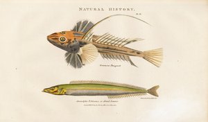  द्वारा सिडेनहैम टीस्ट एडवर्ड्स