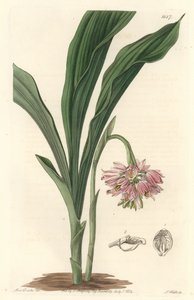 अर्थ ऑर्किड, मूल रूप से श्रीलंका से - एस। वाट्स स्ट्रांग वाटर, बॉटनिकल रजिस्टर से सारा ऐनी ड्रेक (1803) के एक चित्रण से द्वारा सिडेनहैम टीस्ट एडवर्ड्स