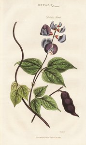  द्वारा सिडेनहैम टीस्ट एडवर्ड्स