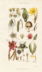  द्वारा सिडेनहैम टीस्ट एडवर्ड्स