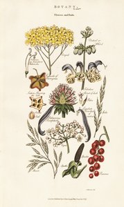  द्वारा सिडेनहैम टीस्ट एडवर्ड्स